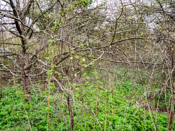Underbrush Clearing in Meridian