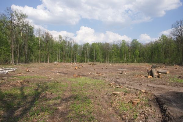 Pasture Clearing in Meridian