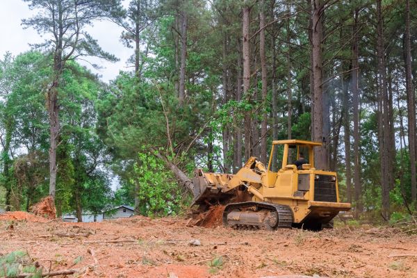 Forest Thinning in Meridian