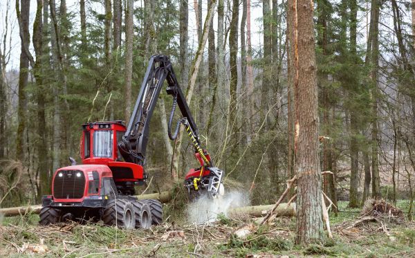 Forest Clearance Service in Meridian