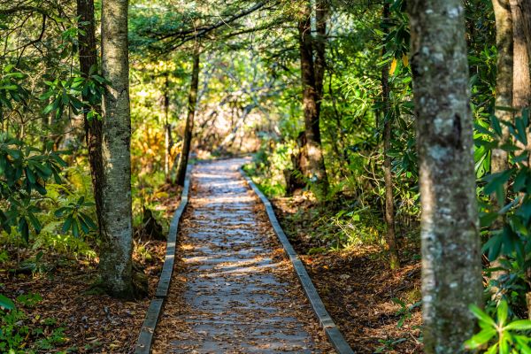 Trail Clearing in Meridian