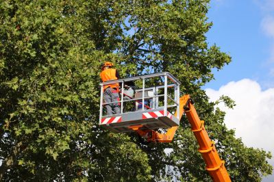 Specialized Tree Removal Services